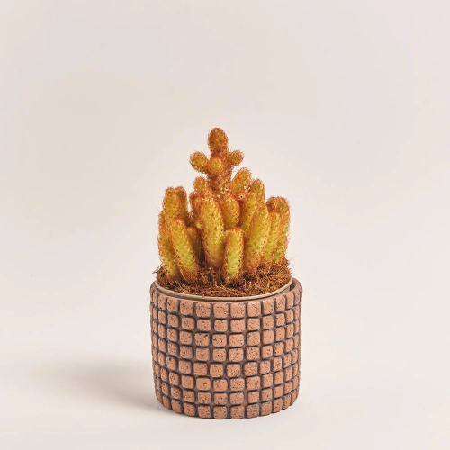 Зображення товару Кактус мікс в кер., артикул: 56882