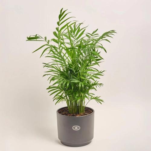 Зображення товару Хамедорея та Кашпо Сет 222, артикул: 51856