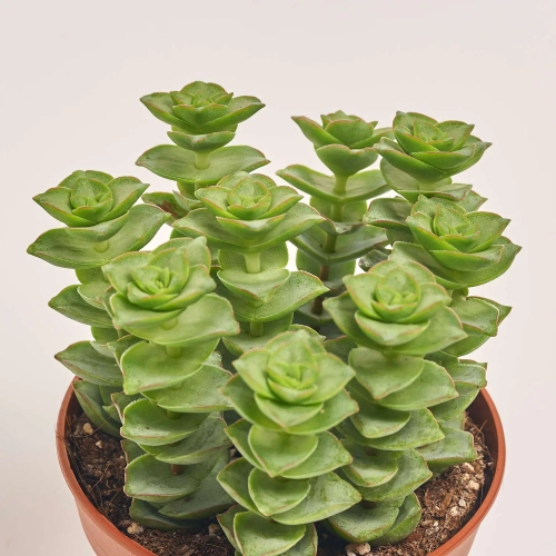 Красула Пер, артикул: 31739 Зображення товару Красула Пер, артикул: 31739