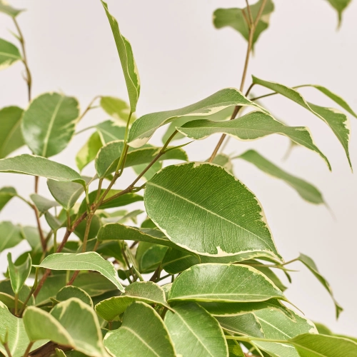 Фікус бе Голден Кінг штамб., артикул: 36159 Зображення товару Фікус бе Голден Кінг штамб., артикул: 36159