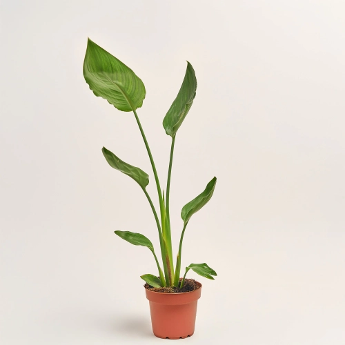 Стреліція Регіна, артикул: 52673 Зображення товару Стреліція Регіна, артикул: 52673