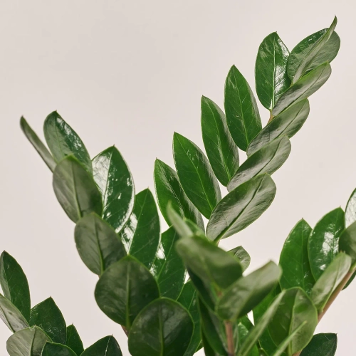 Заміокулькас Ліма 5ст., артикул: 53970 Зображення товару Заміокулькас Ліма 5ст., артикул: 53970