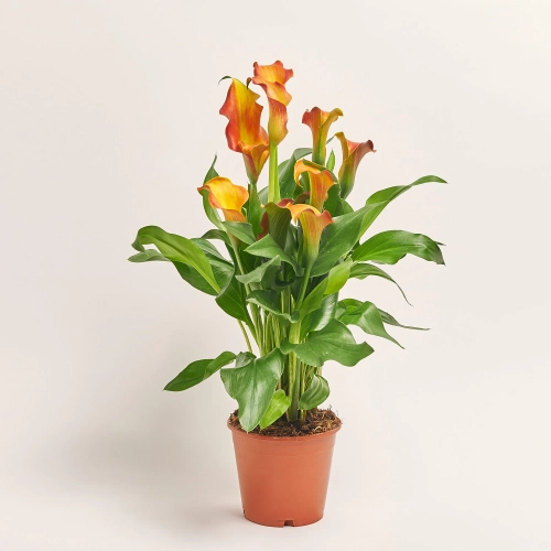 Зображення товару Зантедескія Капітан Лідо, артикул: 57198