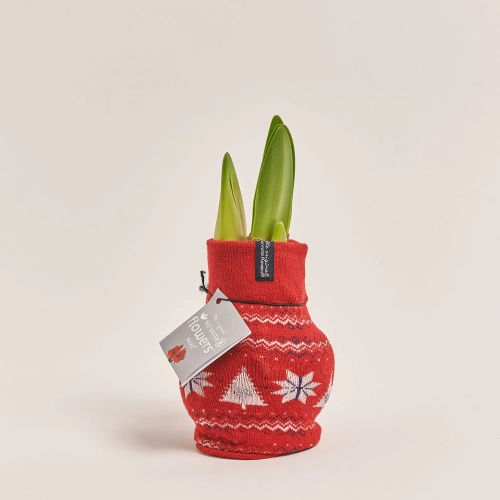 Зображення товару Амариліс "Фешн Нордік", артикул: 54805