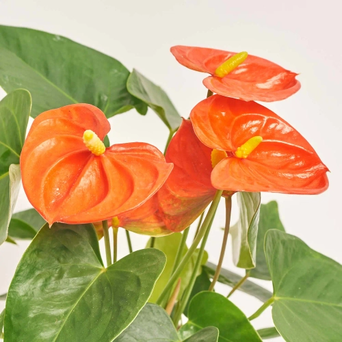 Зображення товару Антуріум Оранж Чемпіон, артикул: 57164