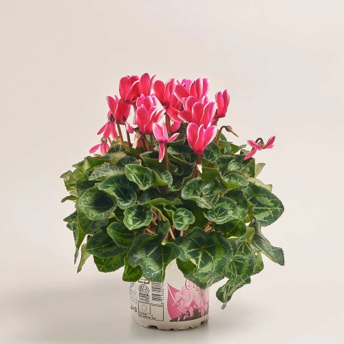 Цикламен XL мікс, артикул: 2671 Зображення товару Цикламен XL мікс, артикул: 2671