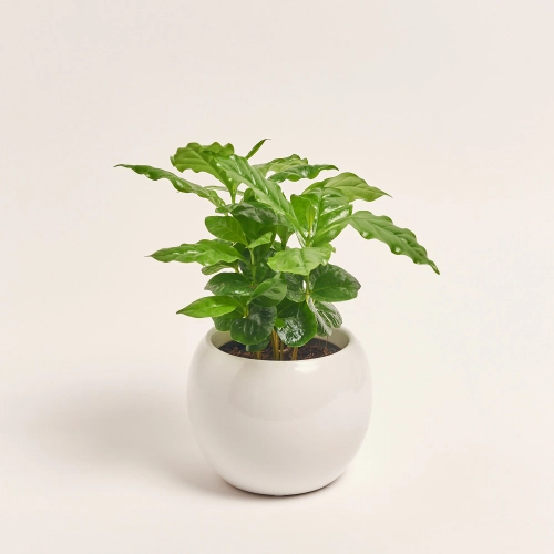 Зображення товару Кава Арабіка в кер., артикул: 56634