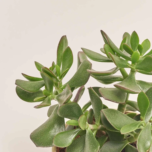 Сукулент мікс, артикул: 41177 Зображення товару Сукулент мікс, артикул: 41177