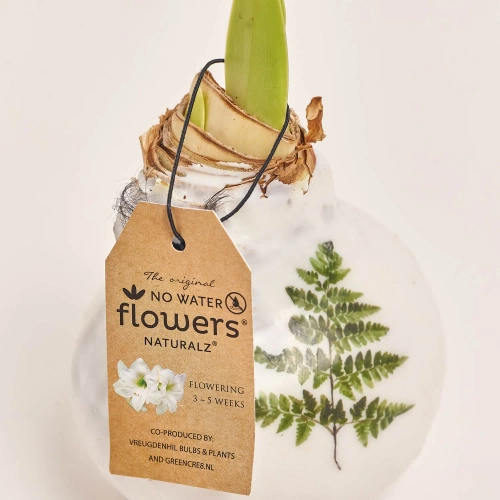 Амариліс "Ботанікал мікс" у воску, артикул: 52674 Зображення товару Амариліс "Ботанікал мікс" у воску, артикул: 52674