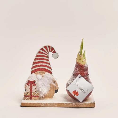 Зображення товару Амариліс "Вінтер Вондерленд" мікс на підставці, артикул: 53629