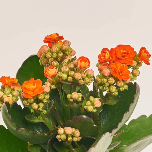 Зображення товару Каланхоє мікс, артикул: 1246