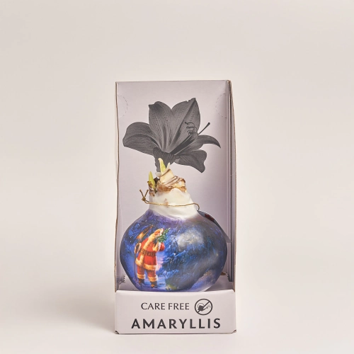 Зображення товару Амариліс принт у воску в коробці, артикул: 54043