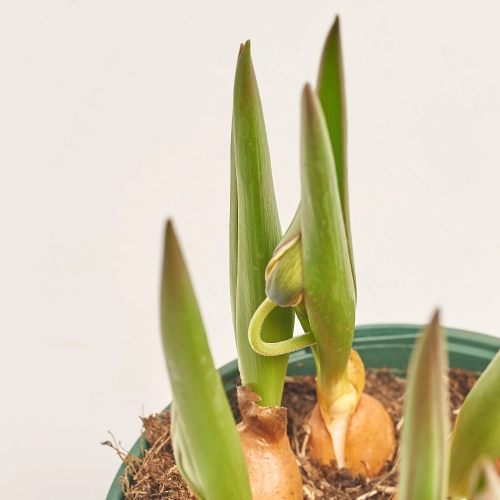 Зображення товару Тюльпан Тарда, артикул: 57197