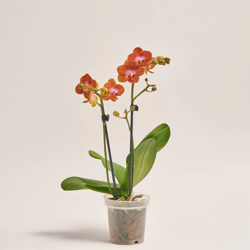 Зображення товару Фаленопсис мультифлора 2ст. мікс, артикул: 24620