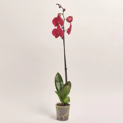 Зображення товару Фаленопсис 1ст. мікс, артикул: 18850