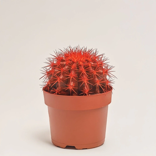 Зображення товару Ехінокактус Рейнбов новорічний мікс, артикул: 53321