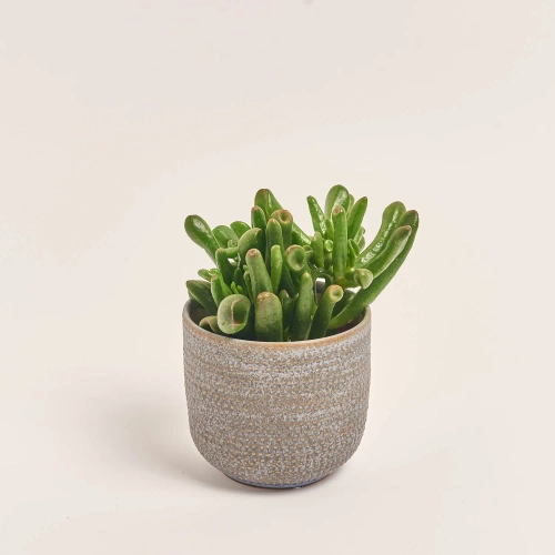 Зображення товару Сукулент мікс в кер., артикул: 51980