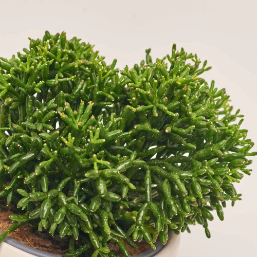 Зображення товару Рипсаліс мікс "Фейс", артикул: 55301