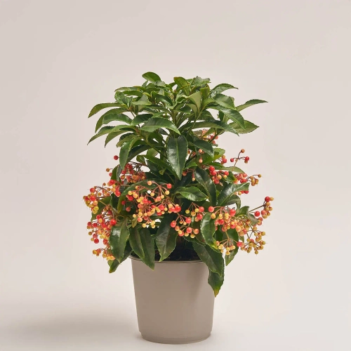 Зображення товару Ардізія Крената, артикул: 53452