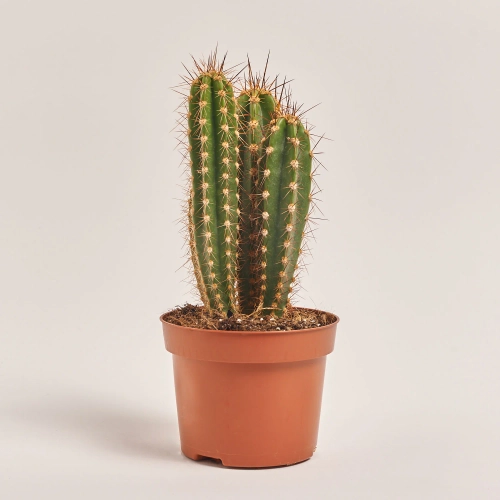 Зображення товару Кактус Бол мікс, артикул: 53324