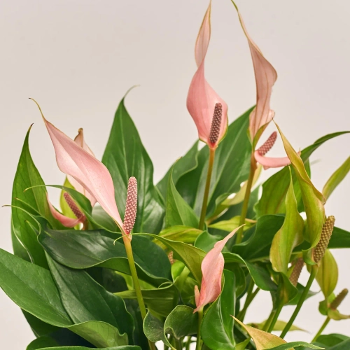 Зображення товару Антуріум Лілі, артикул: 55682