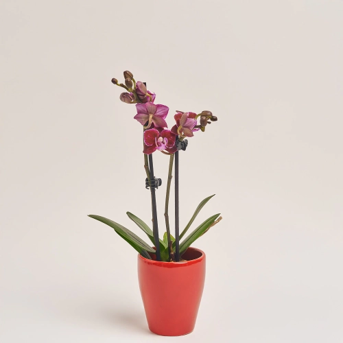 Зображення товару Фаленопсис міні в кер. 2ст., артикул: 18851