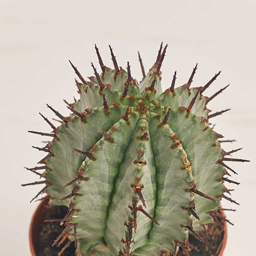 Зображення товару Кактус з квітами, артикул: 53320