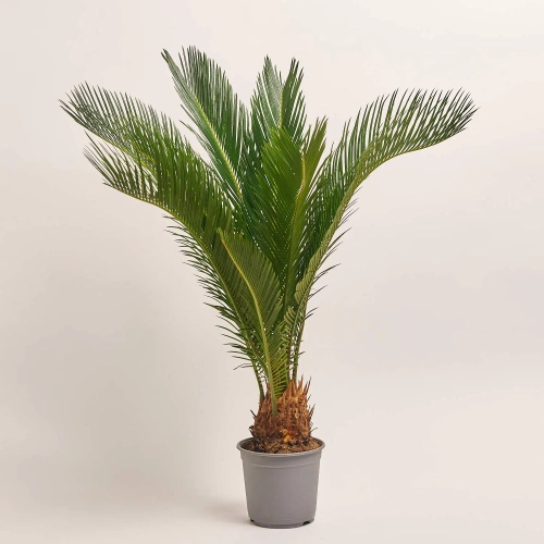 Зображення товару Цикас Революта, артикул: 55247