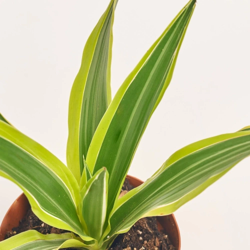 Зображення товару Драцена Лемон Лайм, артикул: 56850