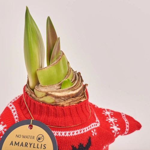 Зображення товару Амариліс мікс у шкарпетці, артикул: 43395