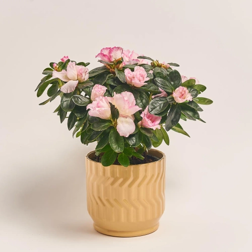 Азалія мікс в кер., артикул: 52993 Зображення товару Азалія мікс в кер., артикул: 52993