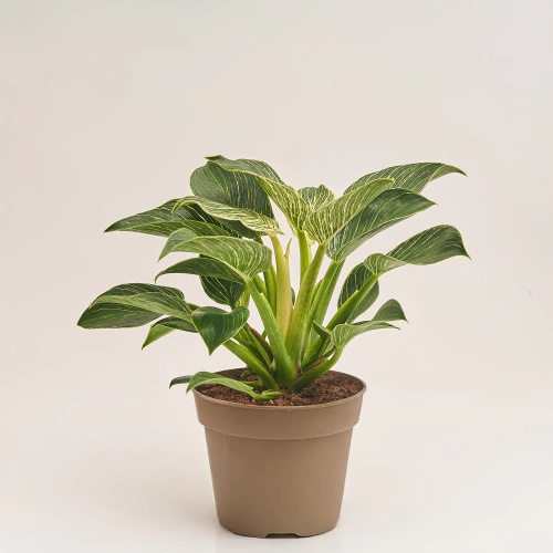 Зображення товару Філодендрон Біркін, артикул: 38845