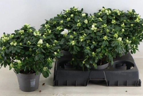 Зображення товару Азалія біла, артикул: 56898