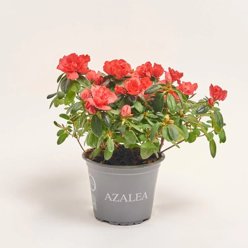 Азалія мікс, артикул: 19155 Зображення товару Азалія мікс, артикул: 19155