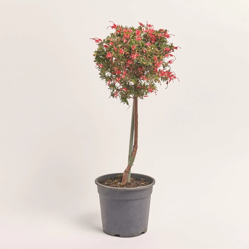 Гревілея Робуста, артикул: 57143 Зображення товару Гревілея Робуста, артикул: 57143