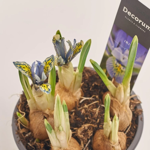 Ірис Ходжкін, артикул: 55689 Зображення товару Ірис Ходжкін, артикул: 55689