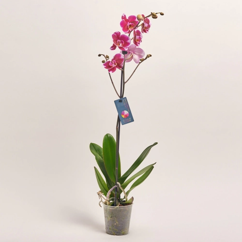 Зображення товару Фаленопсис 1ст. мікс, артикул: 49935