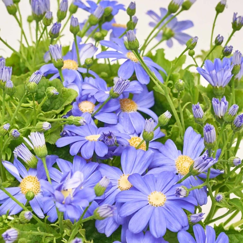 Зображення товару Перікаліс Венеція мікс, артикул: 4064