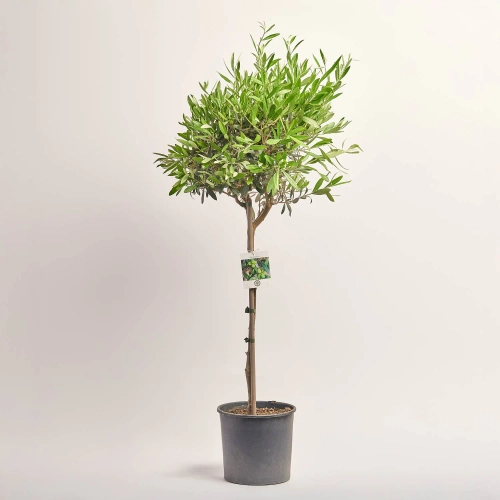 Оливкове дерево штамб., артикул: 56572 Зображення товару Оливкове дерево штамб., артикул: 56572