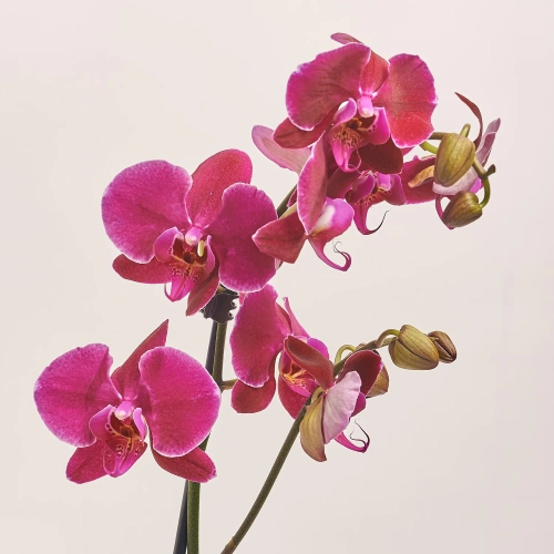 Зображення товару Фаленопсис 1ст. мікс, артикул: 18850