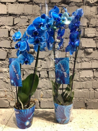 Фаленопсис фарб. 2ст. синій, артикул: 18674 Зображення товару Фаленопсис фарб. 2ст. синій, артикул: 18674