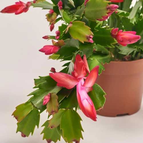 Зображення товару Шлюмбергера мікс, артикул: 41536