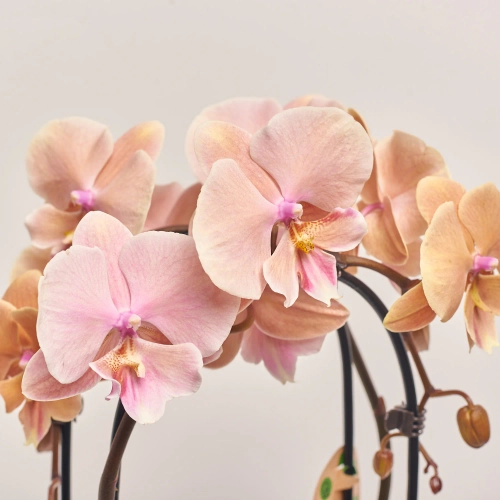 Зображення товару Фаленопсис каскад 2ст. мікс, артикул: 18513