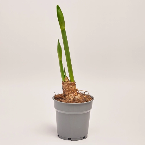 Амариліс мікс, артикул: 43406 Зображення товару Амариліс мікс, артикул: 43406