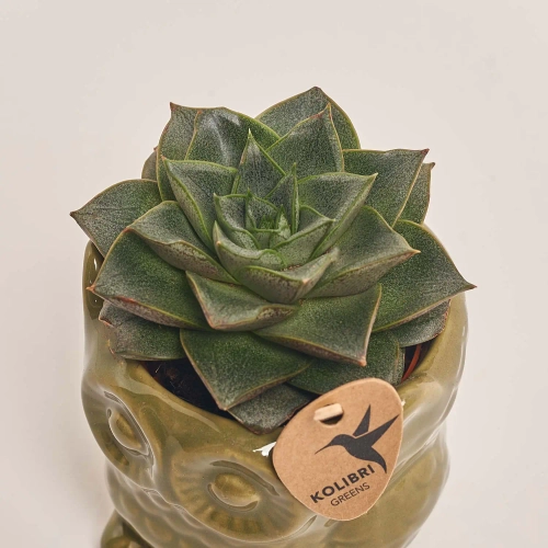 Зображення товару Сукулент мікс "Сова" зелена, артикул: 39965