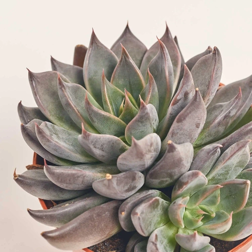 Зображення товару Ехеверія мікс, артикул: 33840