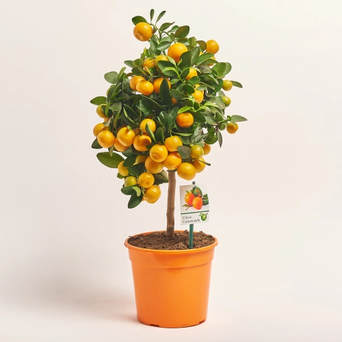 Зображення товару Цитрофортунелла Мікрокарпа, артикул: 26375