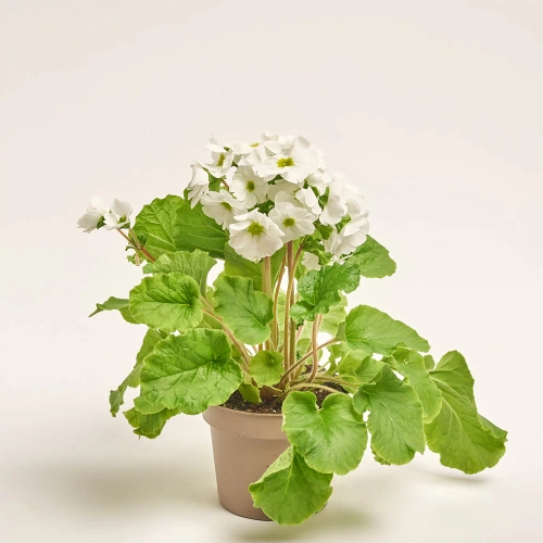 Зображення товару Примула Обконіка мікс, артикул: 56534