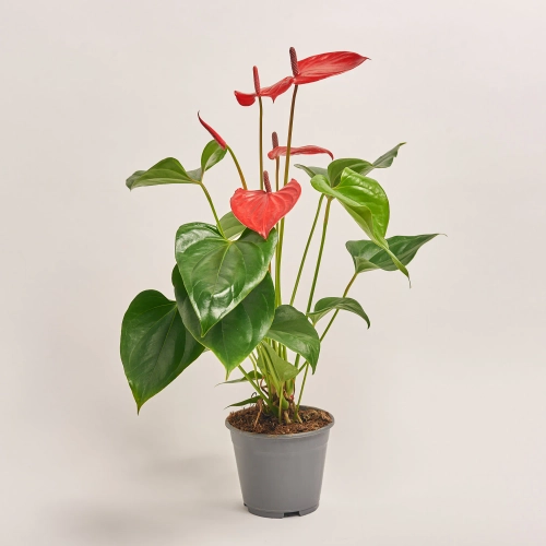 Зображення товару Антуріум мікс, артикул: 1174