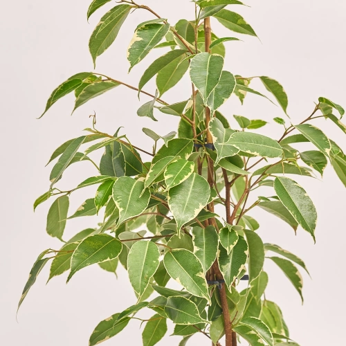 Фікус бе Голден Кінг, артикул: 45961 Зображення товару Фікус бе Голден Кінг, артикул: 45961